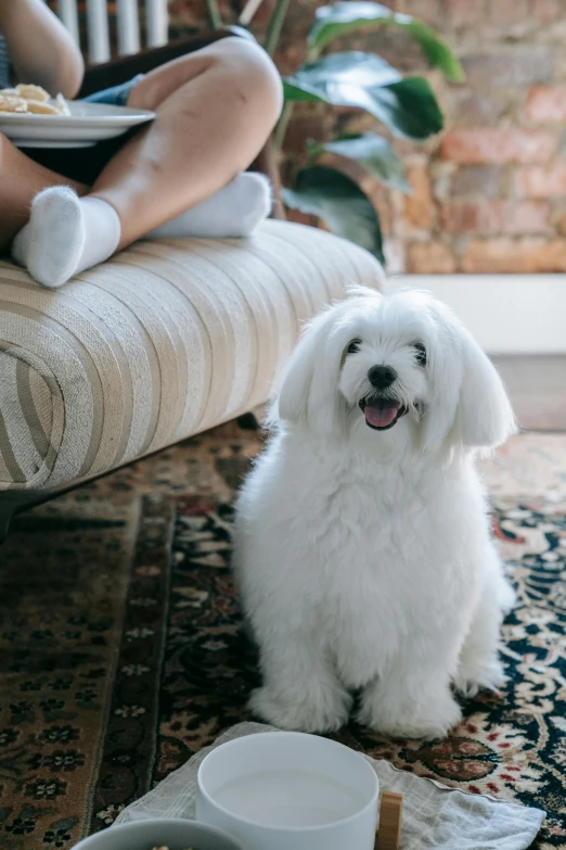 a small white dog on a rug with other items