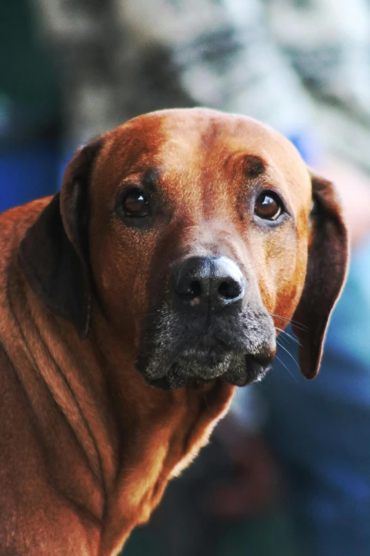 closeup s of dog with black eyes looking towards camera