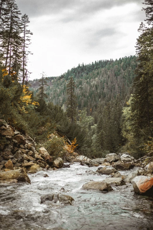 a river flows between rocks and pine trees