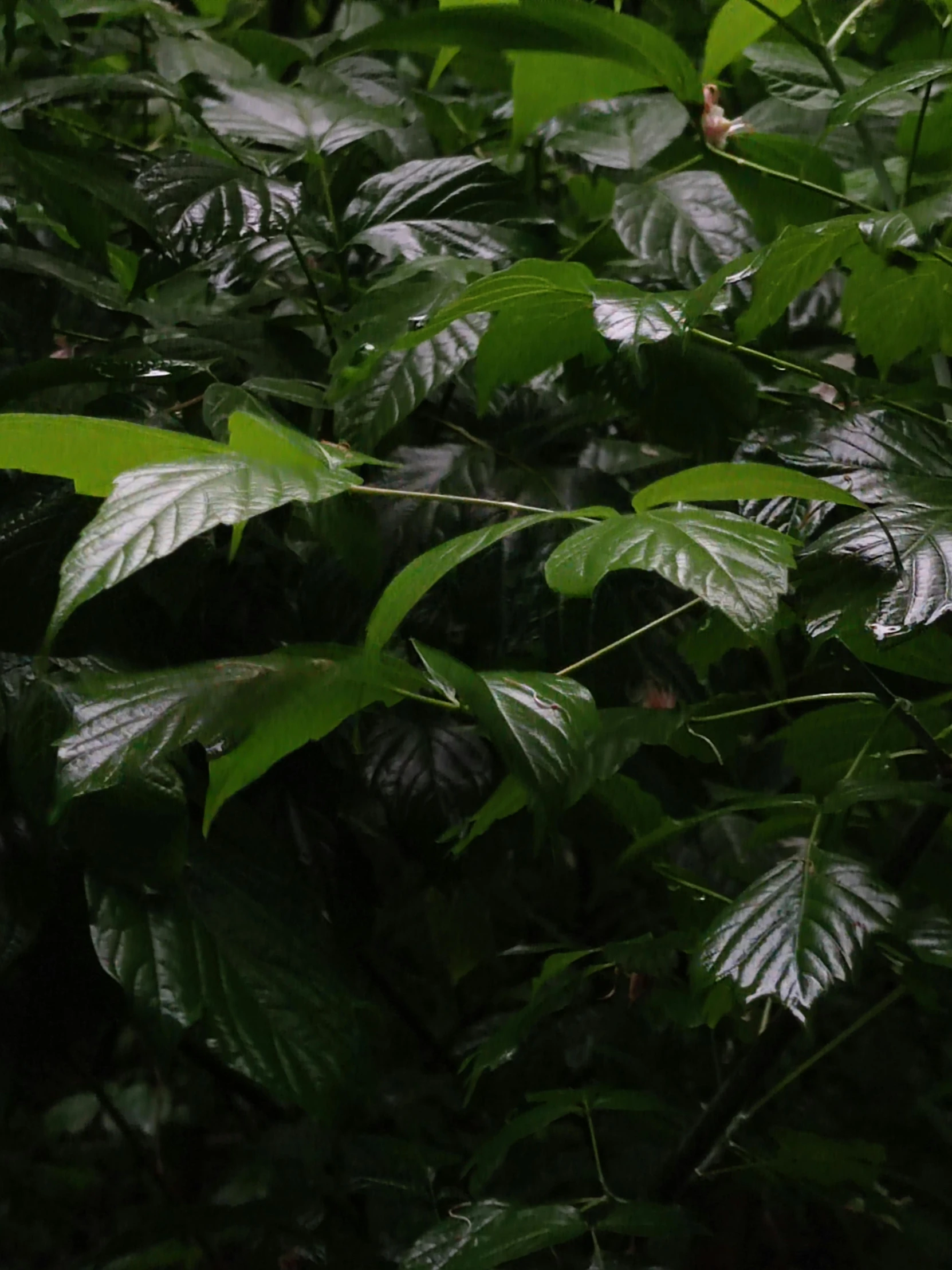 a bird perches on the nch of a tree in a tropical forest