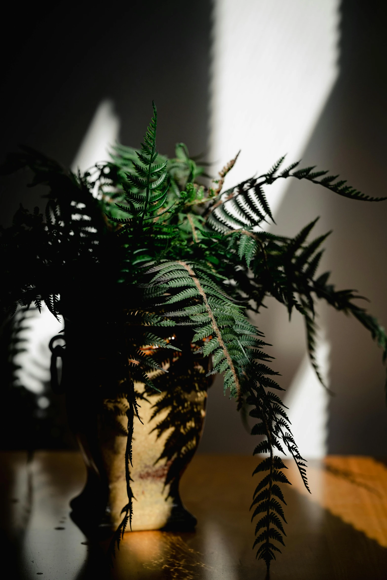 a fern plant sits on a table in the shadows