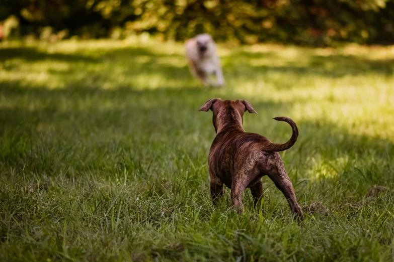 two dogs standing in a grassy field with trees