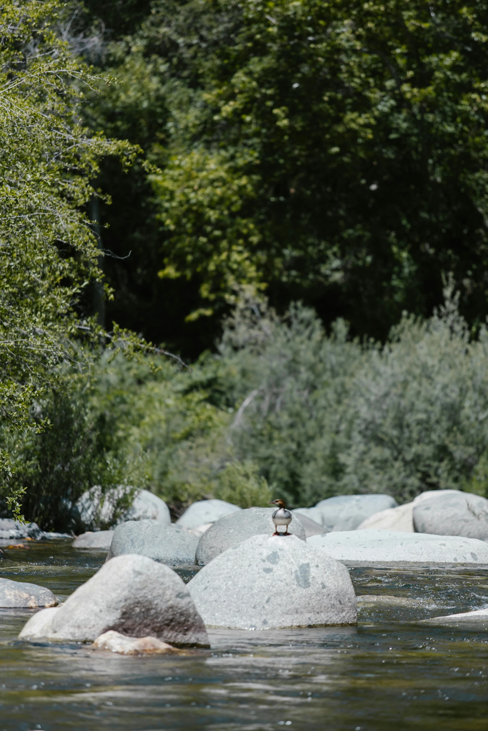 a bird sitting on rocks in a river