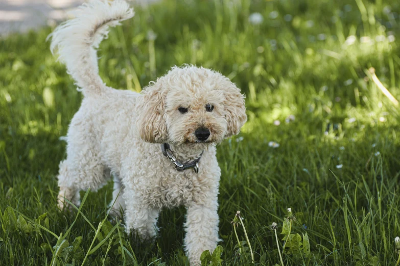 a dog standing in the grass near the ground