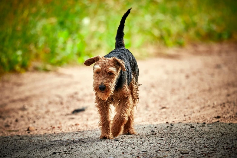 a small dog running on a dirt path