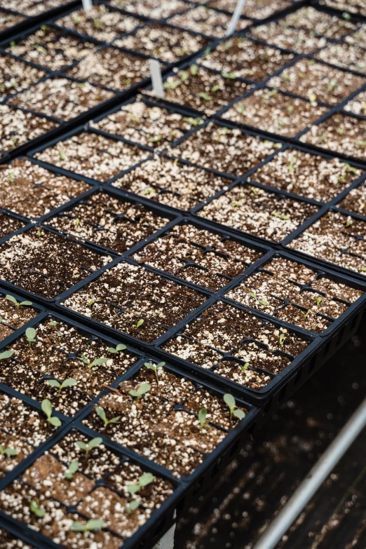 several trays filled with plants with dirt covering them