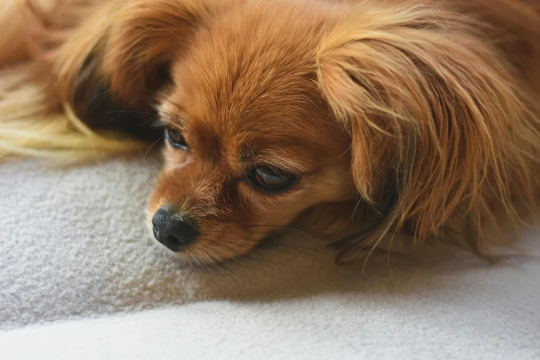 a brown dog sitting on top of a blanket