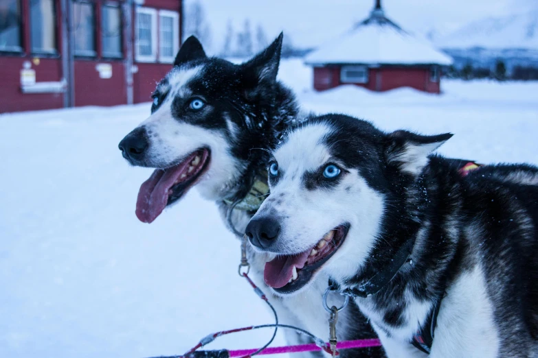 two dogs in a sled outside a house during winter