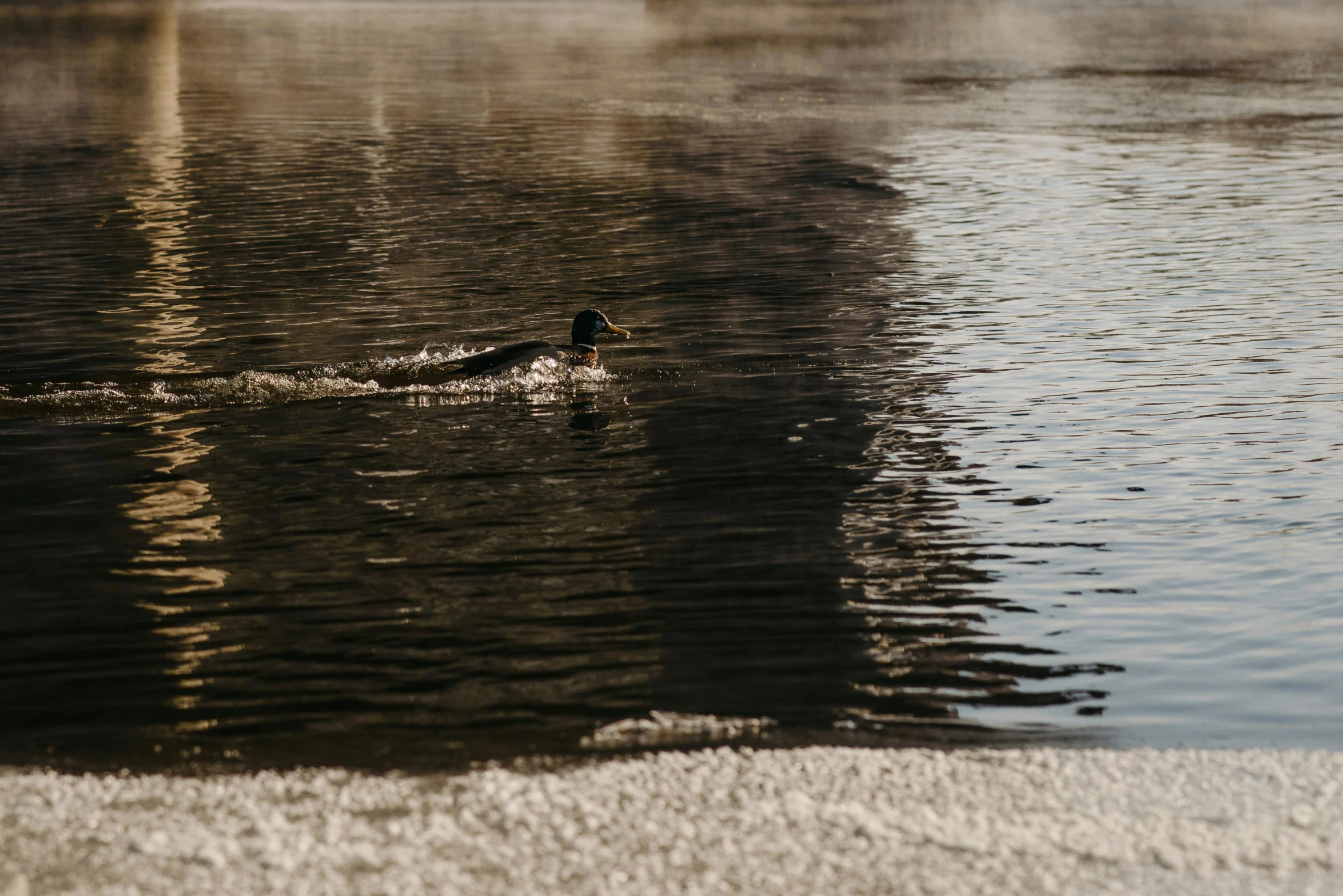 a bird swimming on top of a body of water