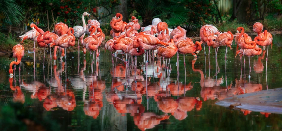 the flamingos are all drinking in the pond