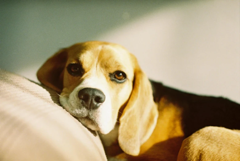 the beagle dog is resting its head on the pillow