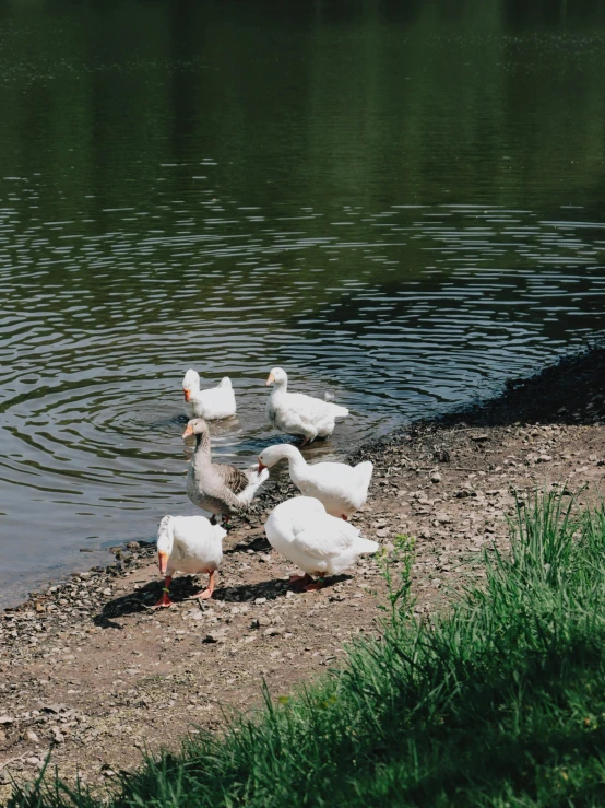a flock of white ducks standing around a lake