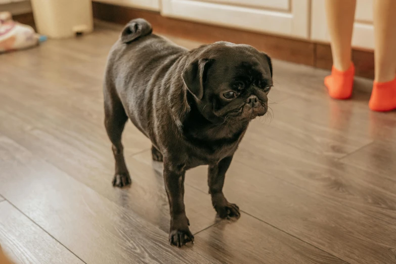 a black dog on the floor with some people in the background