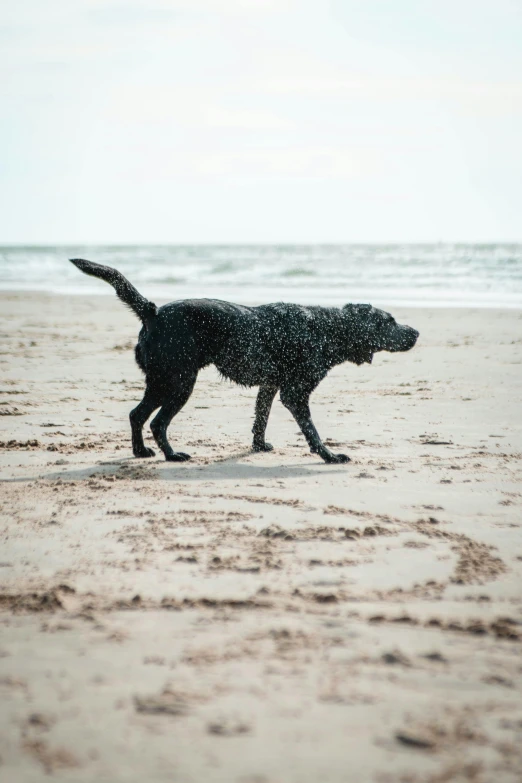 dog running on the sand at the beach