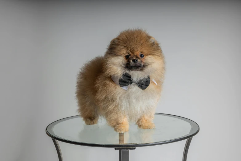 a small dog with a bow tie standing on a table