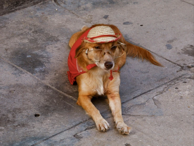 a dog with an elaborate hat and goggles on