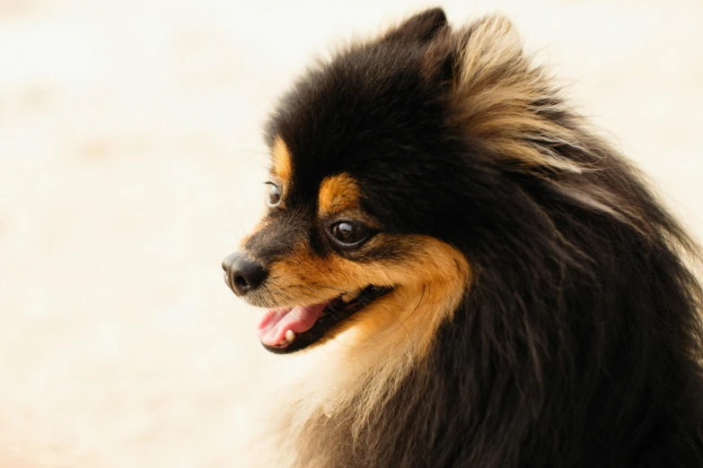 a small black and brown dog with long hair