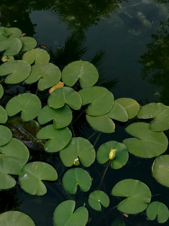 a pond with water lilies growing on top of it