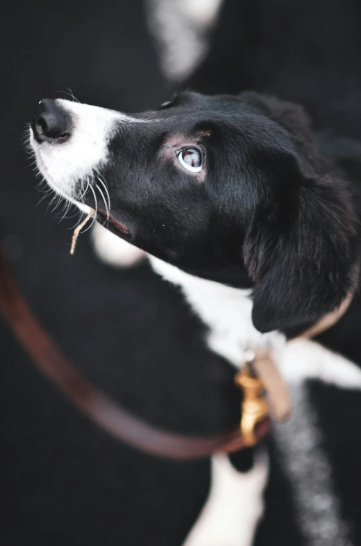 a black and white dog is on the leash looking to its right