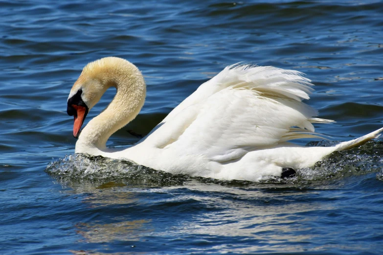 a swan in the water with its wings outstretched and head under the water