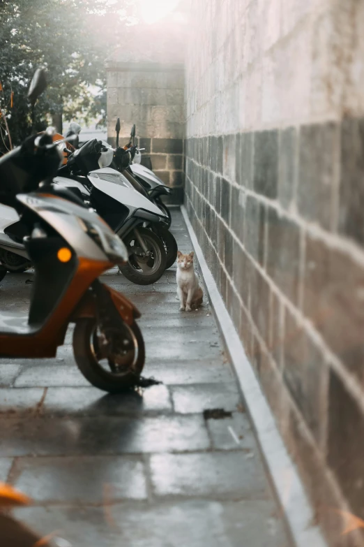 a small dog sits in the middle of a alley