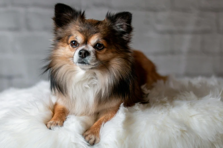 a dog sitting on a fluffy blanket with it's face slightly turned