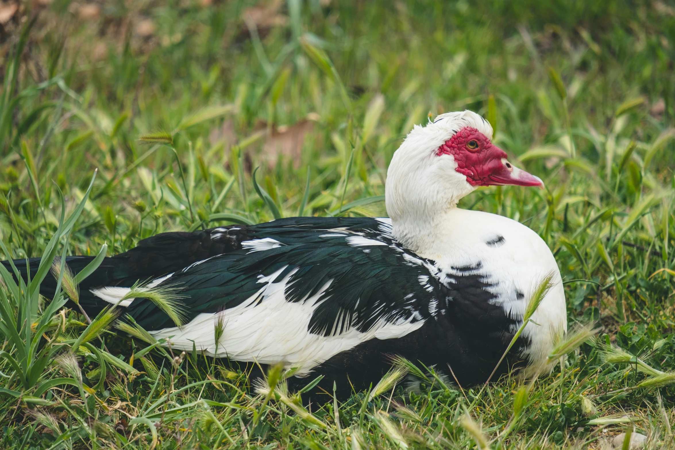 black and white duck with red beak in the grass