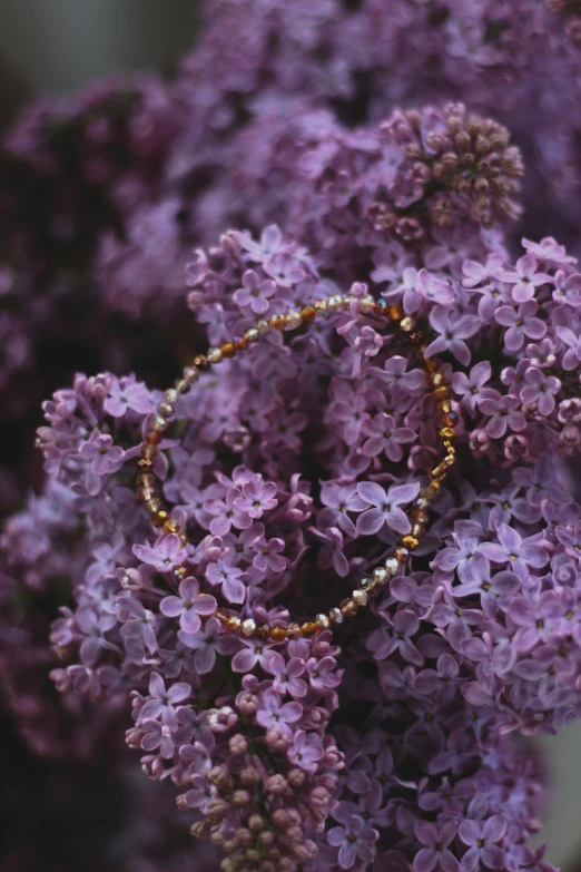 close up po of the beautiful flowers in the garden