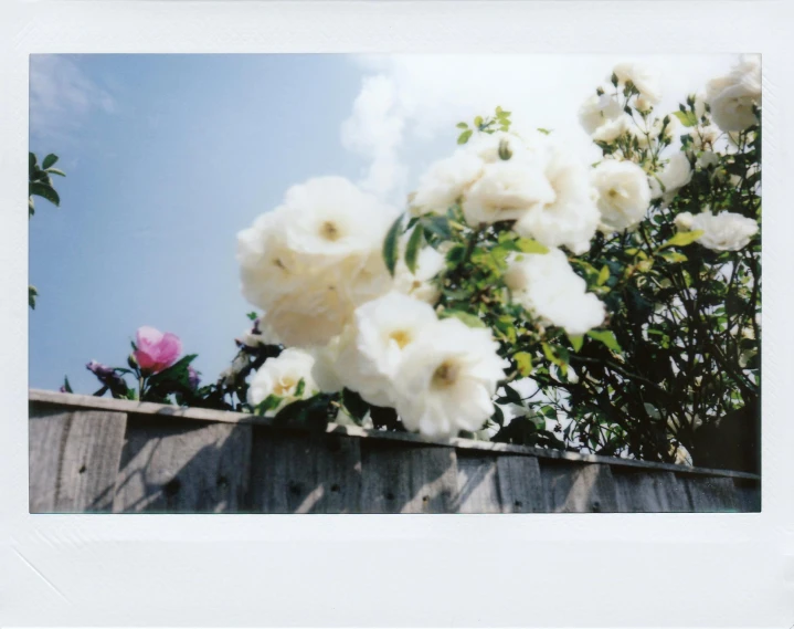 several flowers are seen growing over a wooden fence