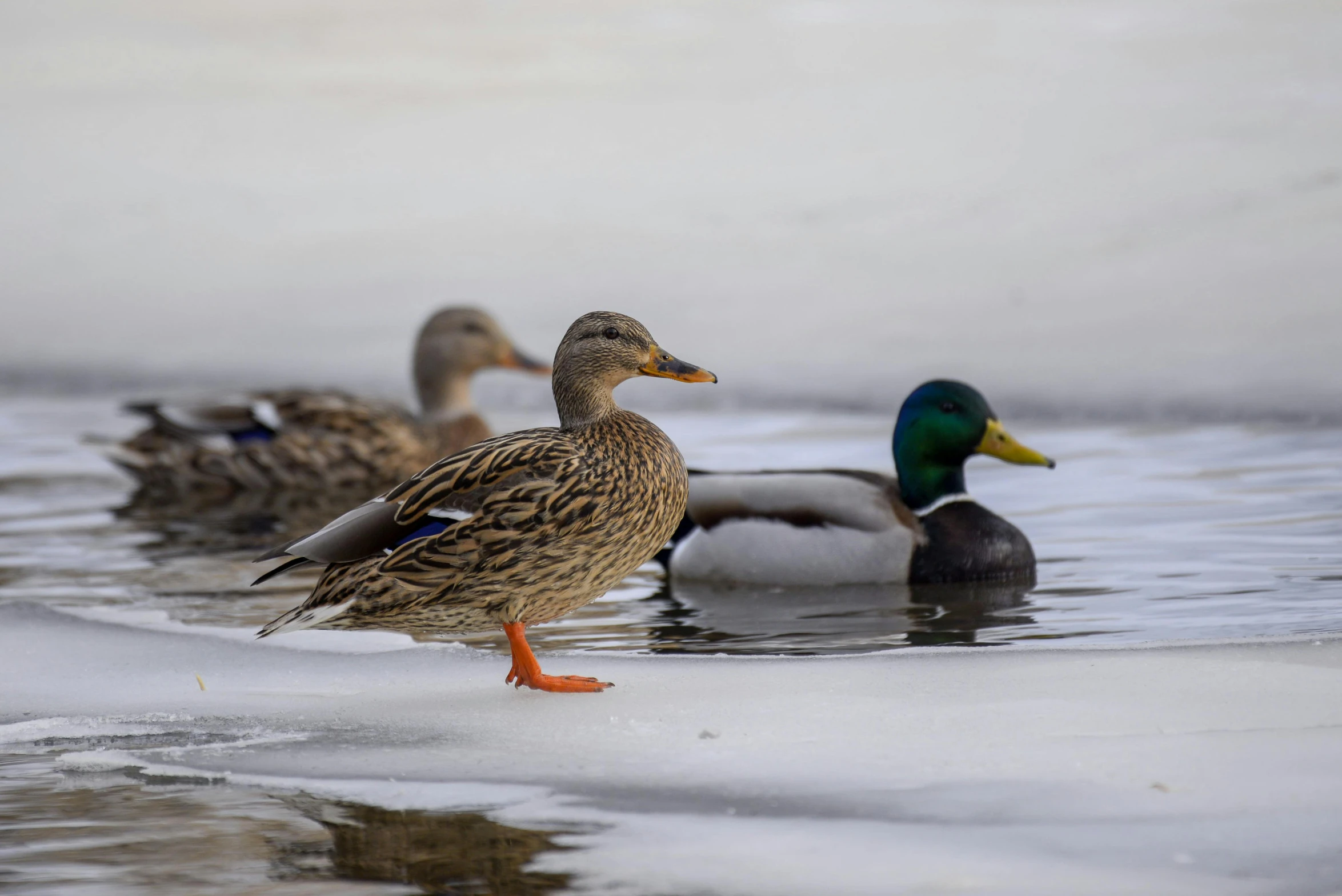 three ducks swim in some water with some ice