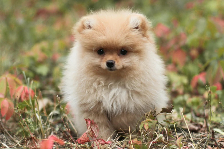 small pomeranian puppy in the grass walking towards the camera