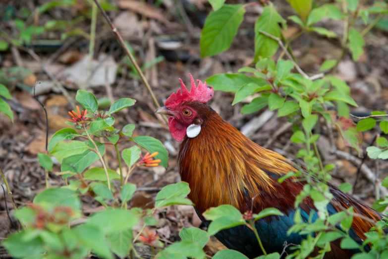 a bird standing in a patch of green leaves