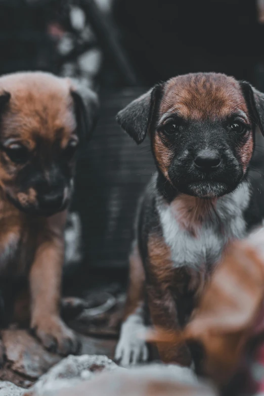 two puppypies sit together outside on the ground