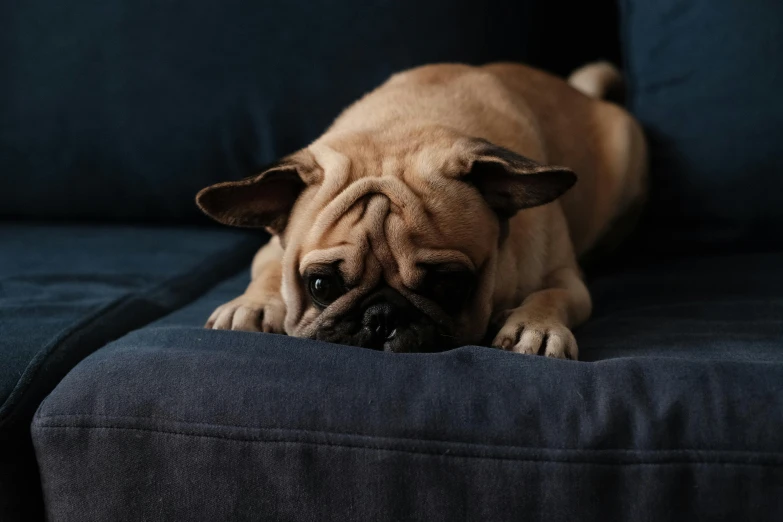 a close up of a dog lying on a couch