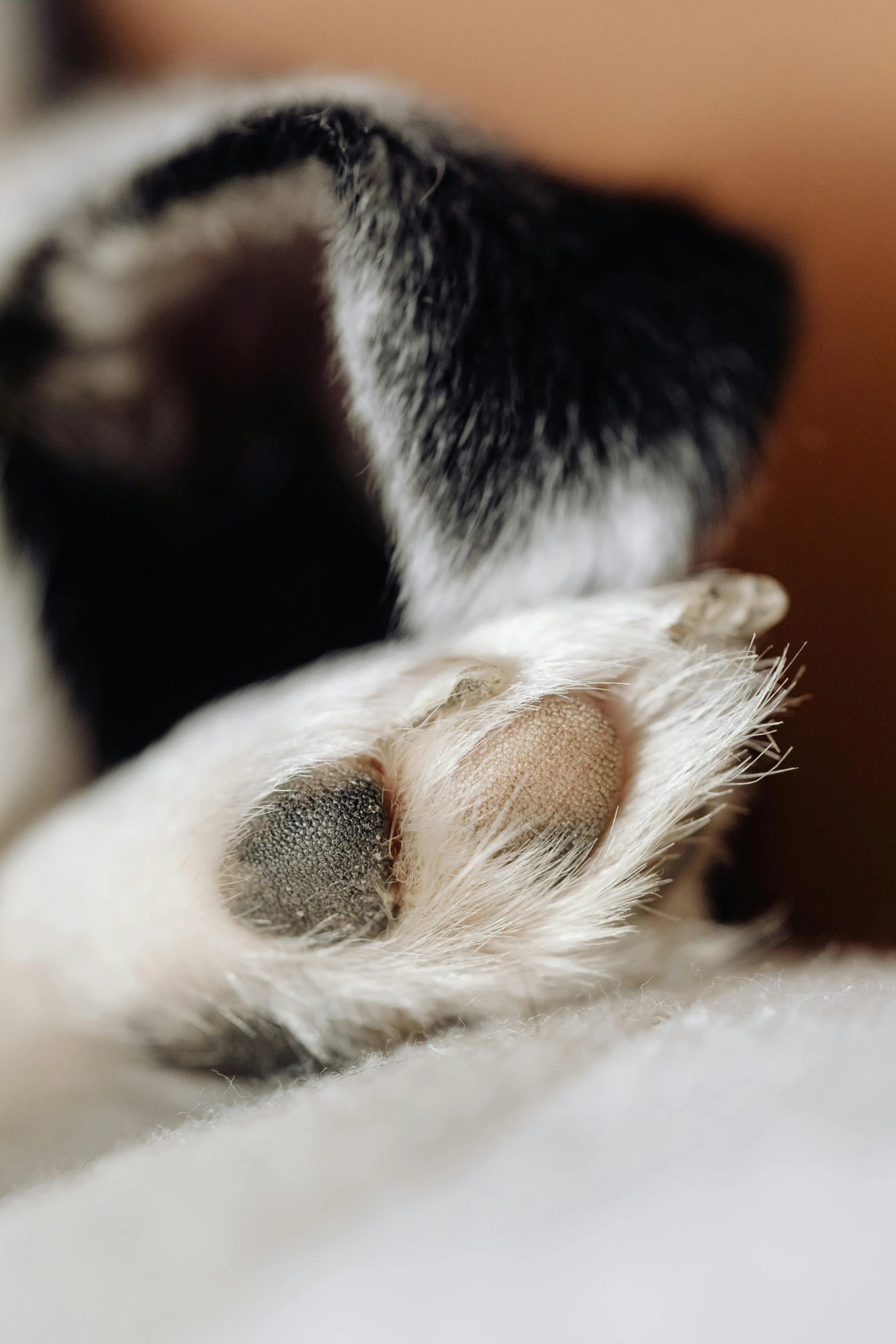 the front paw of a dog laying on top of a bed