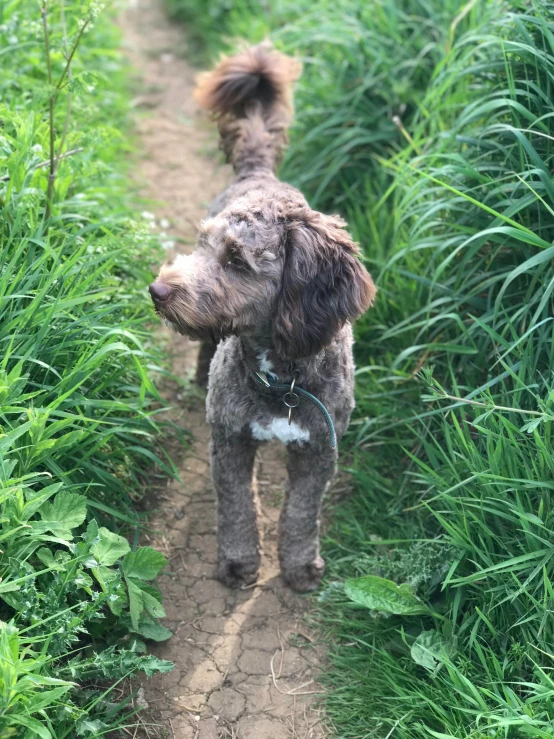 the dog has gy hair and is standing on the trail