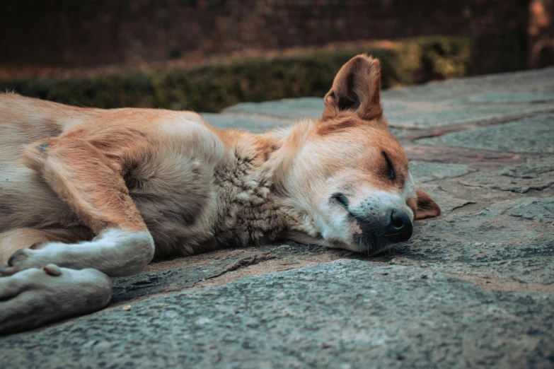 a brown dog laying on top of a sidewalk