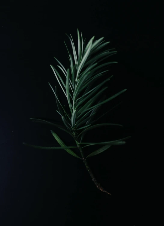 a green leaf with long thin green leaves