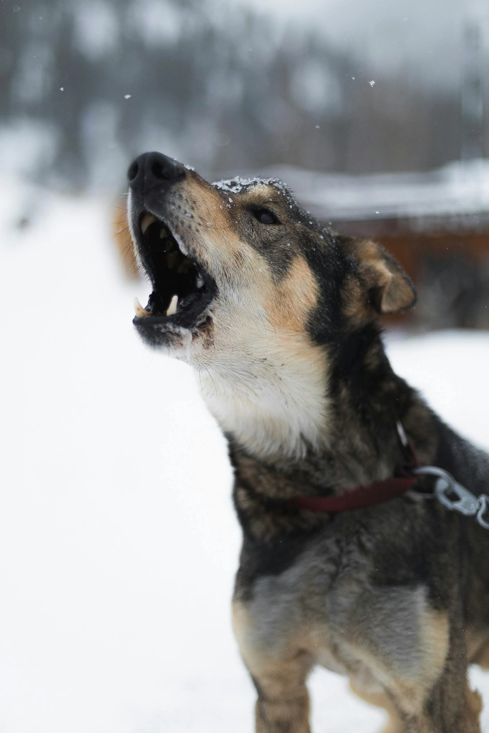 a dog in the snow barking while another dog watches