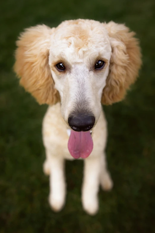 a cute little poodle dog panting with its tongue out
