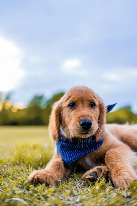 a brown puppy laying in a field on top of a green grass covered ground