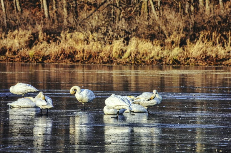 four swans on a pond with long necks