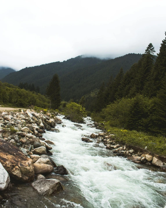 a large river flowing through a lush green forest