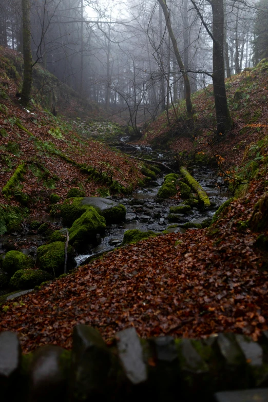a forest stream surrounded by trees with lots of leaves around