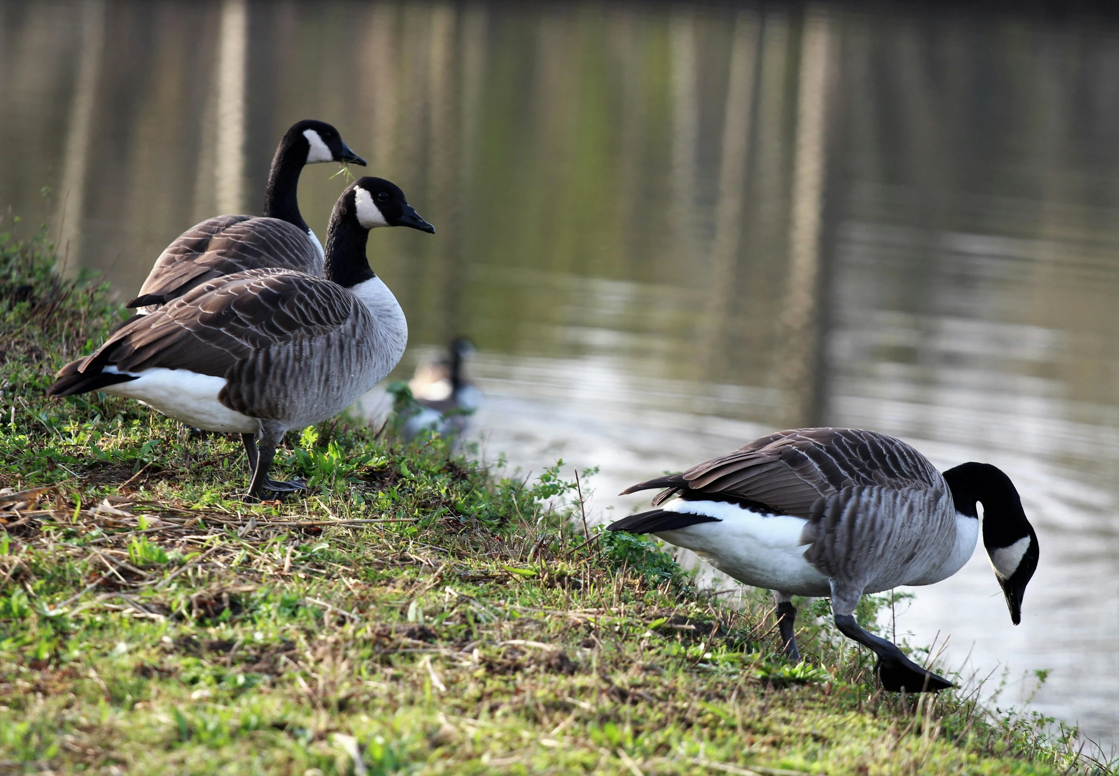 two ducks standing next to each other on top of a field