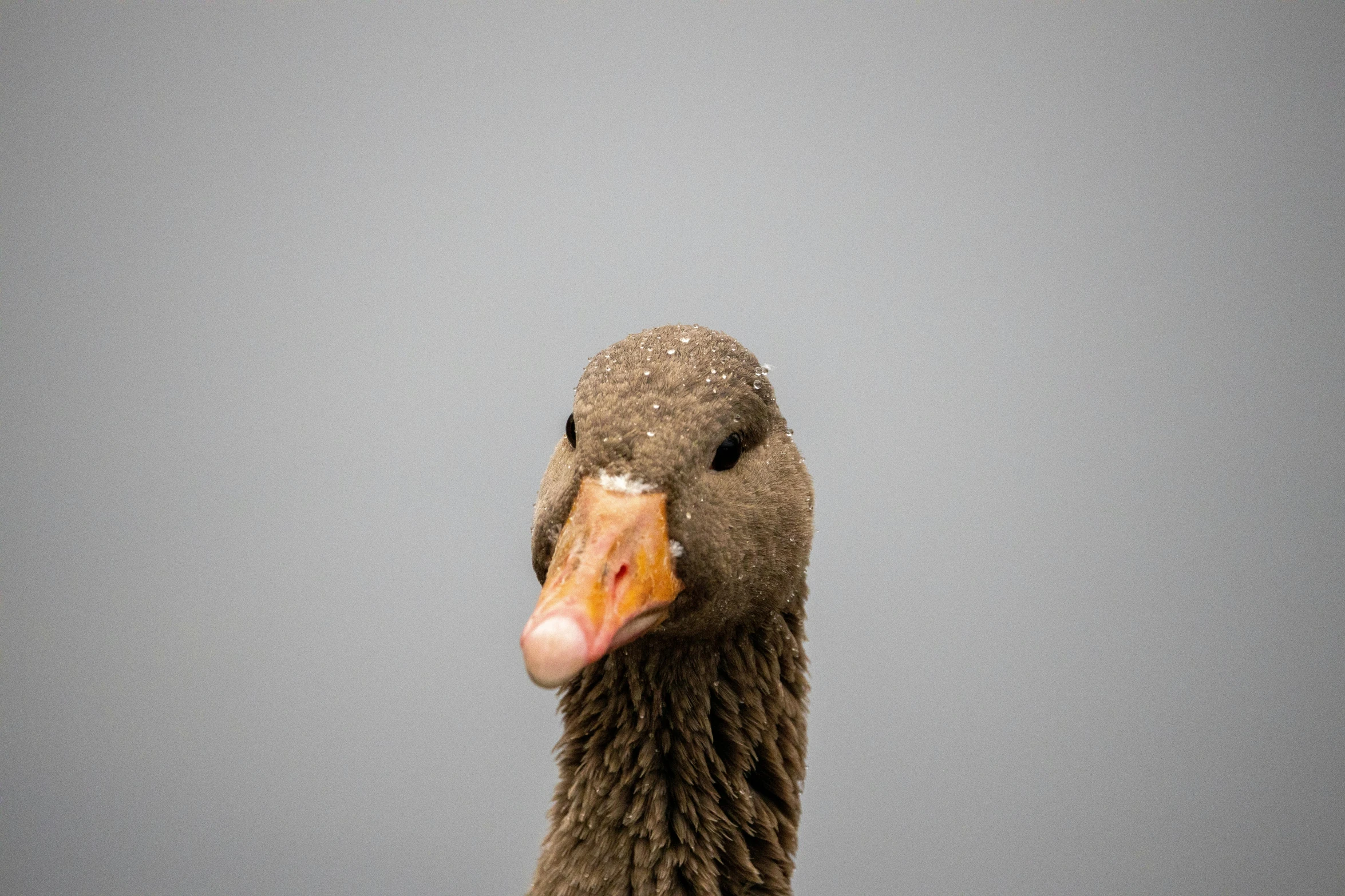 a duck looking straight at the camera on a gray background