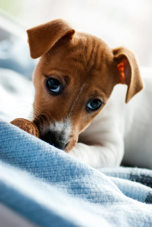 a little brown and white dog on a blue sheet