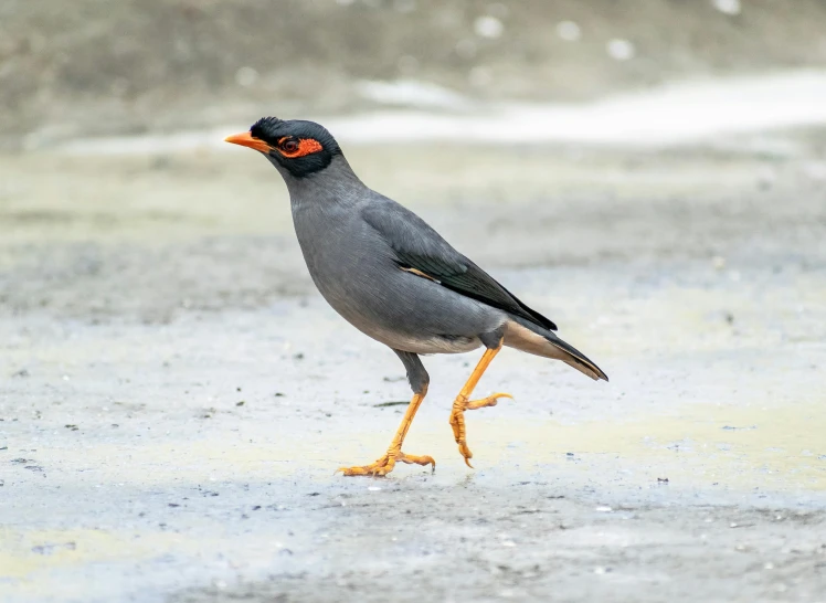 a single grey bird is on wet cement with its  out