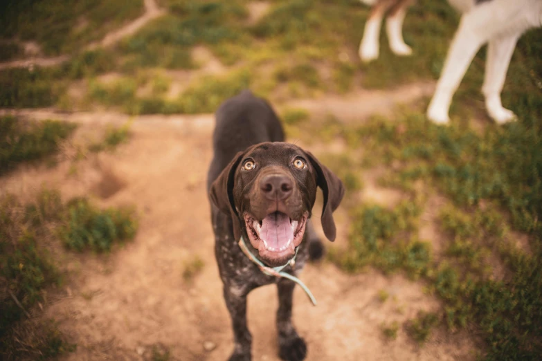 a black dog on a dirt road with another dog on a leash