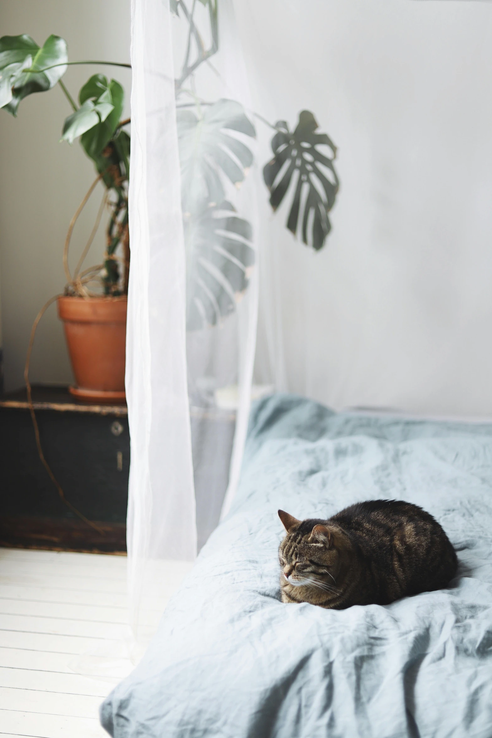 a cat laying on a bed with a white curtain